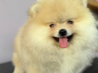 Gerçek ırk garantili pomeranian