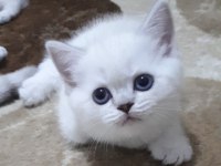 Pamuk şekerlerim british shorthair