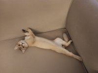 8 aylık erkek british shorthair fotolar yeni