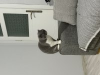 2 yaşında scottish fold