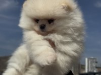 Petmode köpek çiftliğinden teddy pomeranian