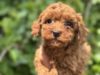EXOTIC PET CLUB FARKIYLA ORIJINAL TOY POODLE YAVRULARI