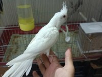 10 Günlük Pied Lutino Heavy Albino Sultan Yavrular