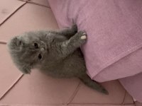 Acil sahiplendirilecek scottish fold eskişehir
