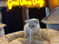 Orjinal Baby Face British Shorthair Blue Point Bebeklerimiz