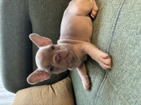 BLUE ERKEK FRENCH BULLDOG YAVRU