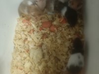 YAVRU HAMSTERLARIMIZ