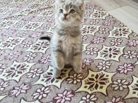Cana yakın sevimli british shorthair dişi ve erkek