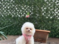 Pomeranian boo prenses bebek