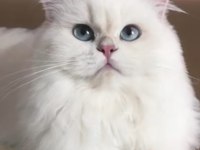 SAFKAN BRİTİSH LONGHAİR YAVRULAR (Lacivert göz rengi)