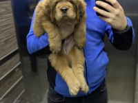 55 günlük Tibet mastiff yavru dişi kahverengi