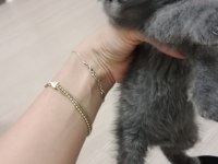 Scottish fold yavru kedimiz