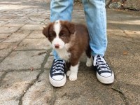 Border collie bebekler teslime hazır