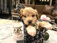 Özel f2 maltipoo bebeklerim