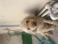 Poodle dişi 2 yaşında