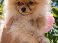 MİKRO TEACUP SARIŞIN GÜZELİ POMERANİAN BOO