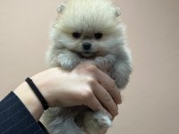 Petmode köpek çiftliğinden pomeranian boo