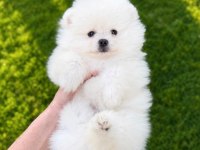 Pomeranian Dişi Erkek Yavrularımız