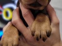 Safkan ırk garantili doberman yavrular