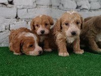 Maltipoo yavrularımız