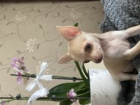 Son 3 Chihuahua bebek Acil