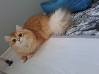 KIZIMA EŞ ARIYORUZ BRİTİSH LONGHAİR