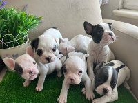 Fransız Bulldog Yavrularım