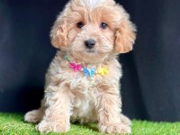 Maltipoo mix ırk Yavrular