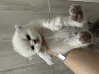 Scottish fold tontişlerim