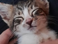 1 Aylık Tatlı Oyuncu Yavru Tekir