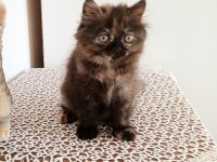 Son 1 yavru persian