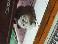 Scottish Fold 4 Aylık