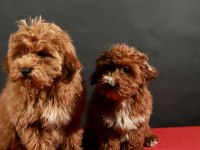 14 ŞUBAT DOĞUMLU MALTIPOO YAVRULAR