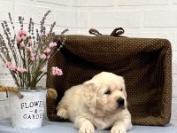 Golden Retriever Adrese Teslim Hizmetimiz Vardır