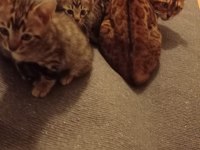 Bengal kedisi yavruları