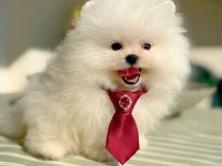 MİNİ BOY AYICIK POMERANİAN BOO