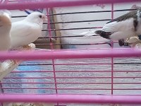 Yavru makineleri bengal ispinoz finch