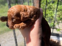 Toy poodle yavrular