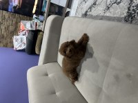 4 Aylık Poodle Uyguna Verilecektir