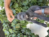 Blue cane corso bebekler