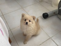 Pomeranian bebek yavru