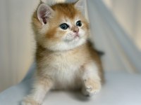 Show Class Golden British Shorthair Prenses