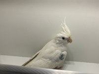 BEMBEYAZ Wİ-Fİ KIRMIZI GÖZ SULTAN PAPAĞANI