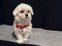 Minik maltese bebeğim yuva arıyor