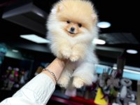 Pomeranian bebekleri