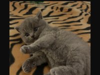 British shorthair 3 yavrum