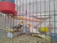 10 Numara bakıcı takım sultan papağanı
