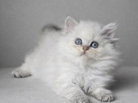 Anne Baba Şecereli Golden British Longhair Yavrularımız