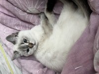 British shorthair ve blue point yavrusu