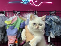 MAVİ GÖZLÜ TÜY YUMAĞI YAVRU KEDİLERİMİZ AİLESİNİ ARIYOR